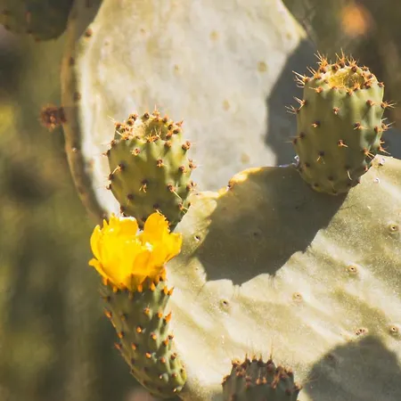 Ξενοδοχείο με διαμερίσματα Makauda Sciacca