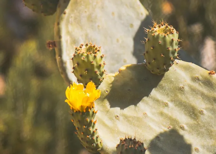 Lejlighedshotel Makauda Sciacca
